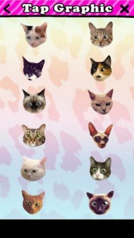 catwang软件安卓版下载
